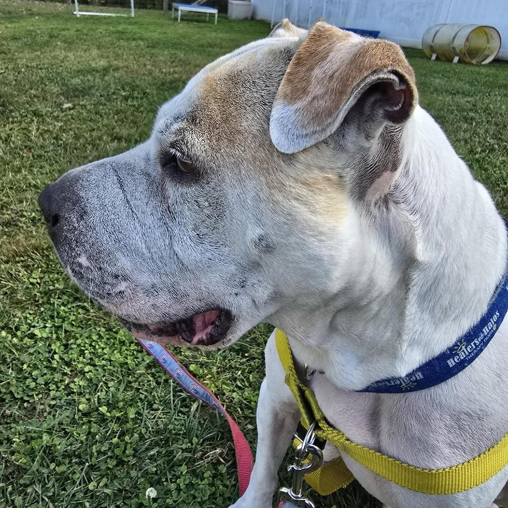 Enlarge Hank, a Adoptable mixed breed in Birdsboro, PA image 2/6