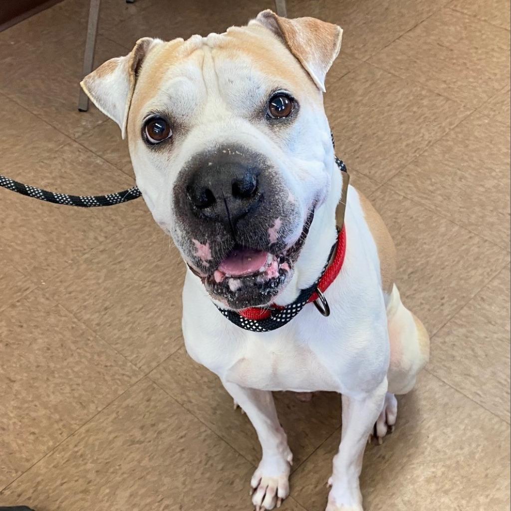 Enlarge Hank, a Adoptable mixed breed in Birdsboro, PA image 3/6