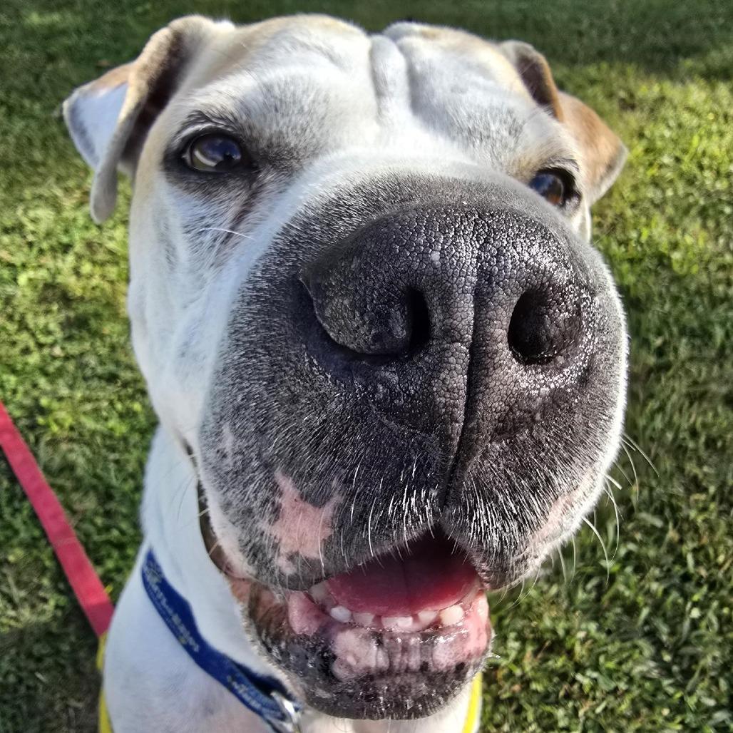 Enlarge Hank, a Adoptable mixed breed in Birdsboro, PA image 4/6