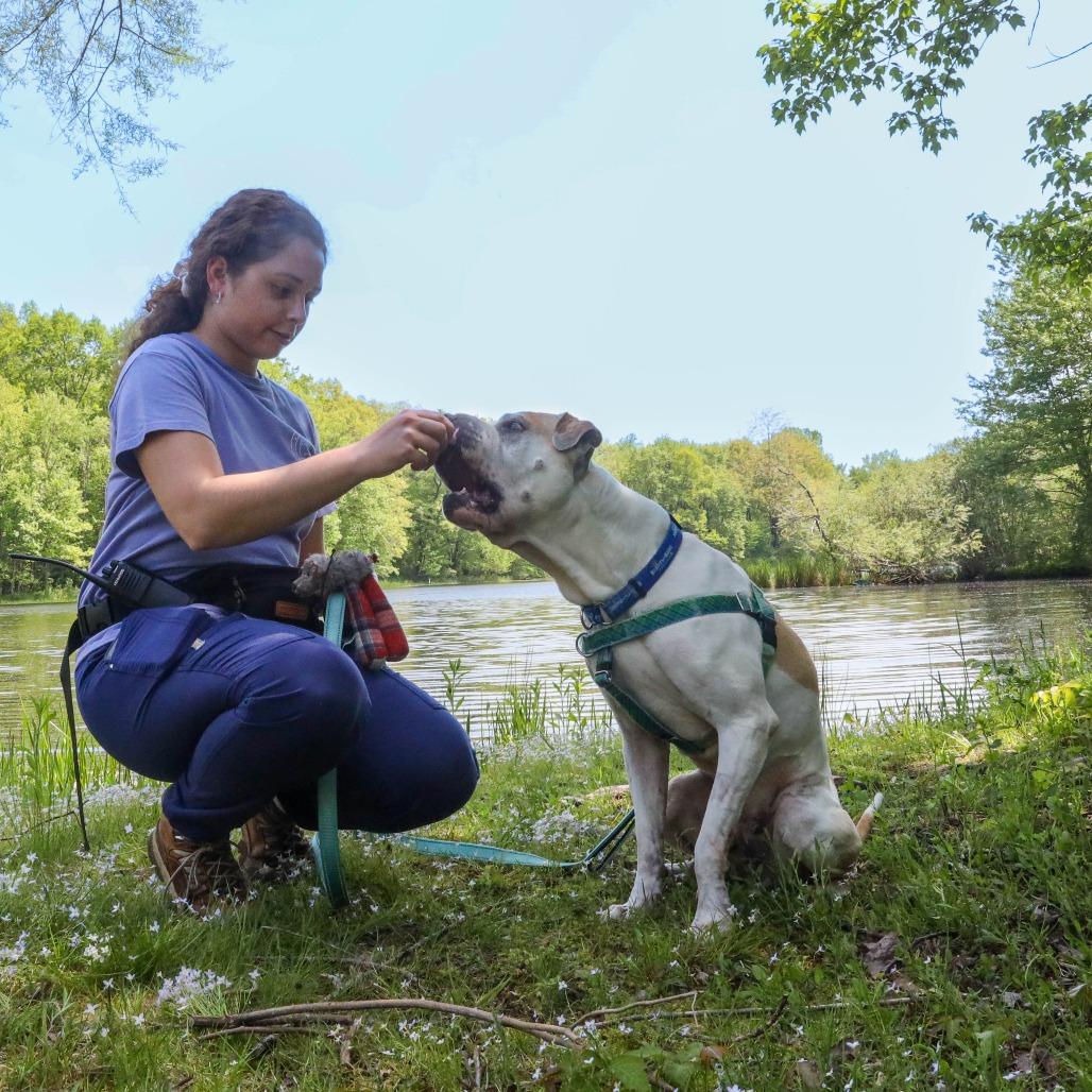 Enlarge Hank, a Adoptable mixed breed in Birdsboro, PA image 5/6