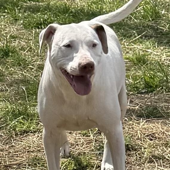 Enlarge Ellie - Good with kids and dogs, a Adoptable mixed breed in Woburn, MA image 1/6