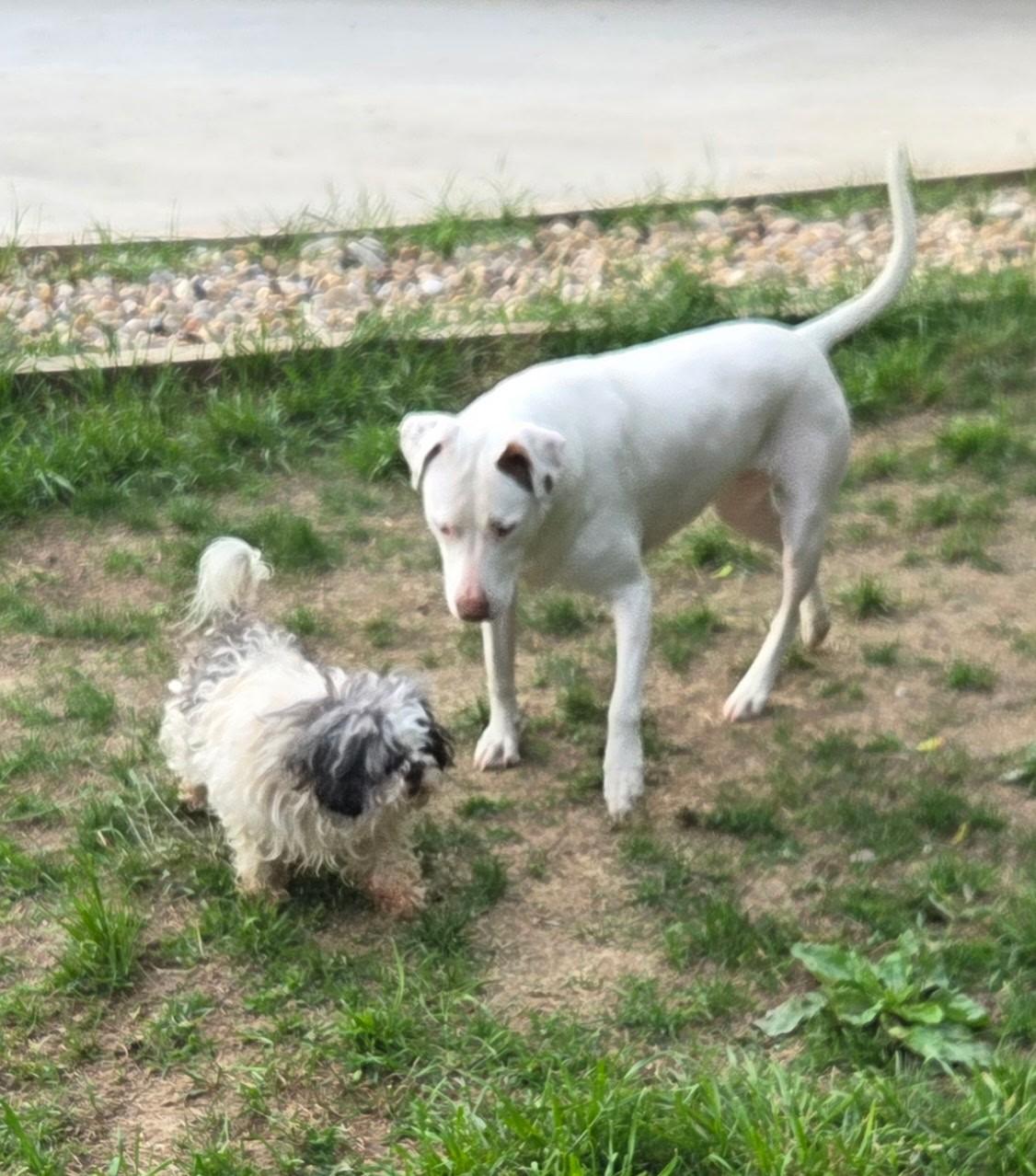 Enlarge Ellie - Good with kids and dogs, a Adoptable mixed breed in Woburn, MA image 5/6