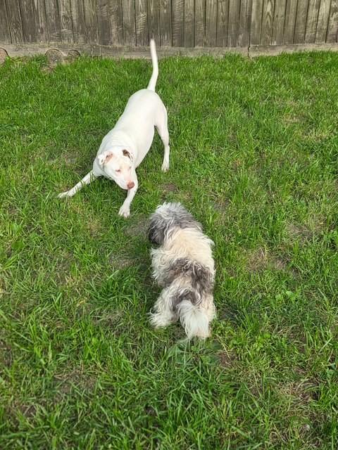 Enlarge Ellie - Good with kids and dogs, a Adoptable mixed breed in Woburn, MA image 4/6