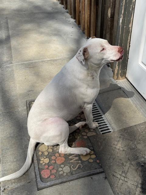 Enlarge Ellie - Good with kids and dogs, a Adoptable mixed breed in Woburn, MA image 2/6