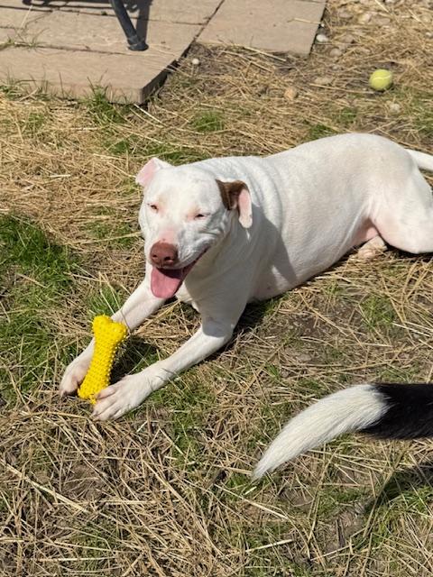 Enlarge Ellie - Good with kids and dogs, a Adoptable mixed breed in Woburn, MA image 3/6