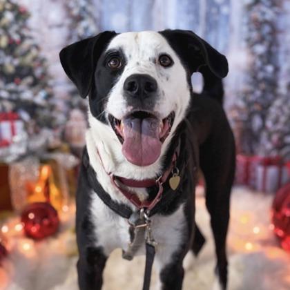 Earl Grey, Adoptable, Adult Male Border Collie & Shepherd.