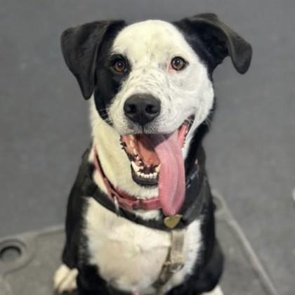 Enlarge Earl Grey, a Adoptable mixed breed in Richmond, VA image 1/6