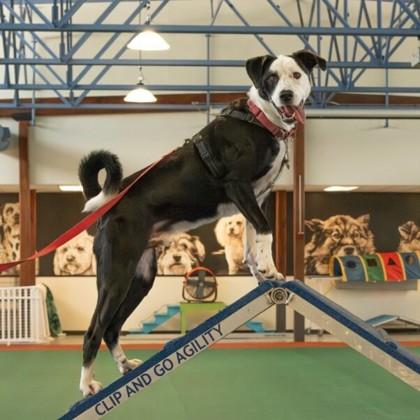 Enlarge Earl Grey, a Adoptable mixed breed in Richmond, VA image 3/3