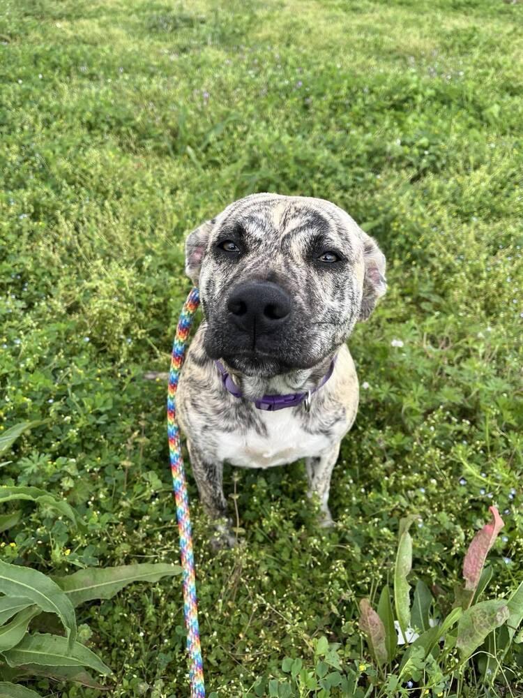 Lisa, Adoptable, Adult Female Mixed Breed.