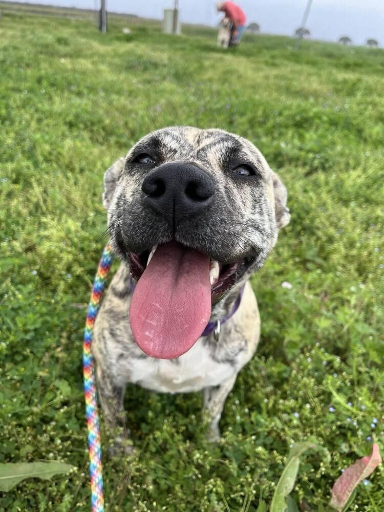 Lisa, a Adoptable mixed breed in Scott, LA image 2/4