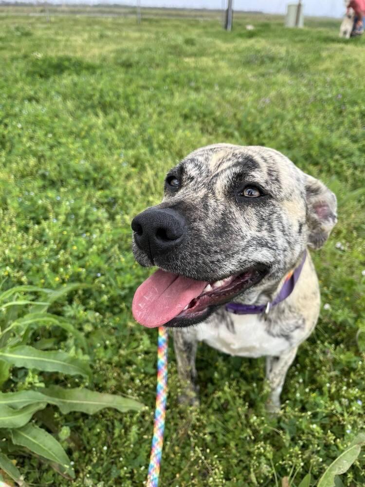 Lisa, a Adoptable mixed breed in Scott, LA image 3/4