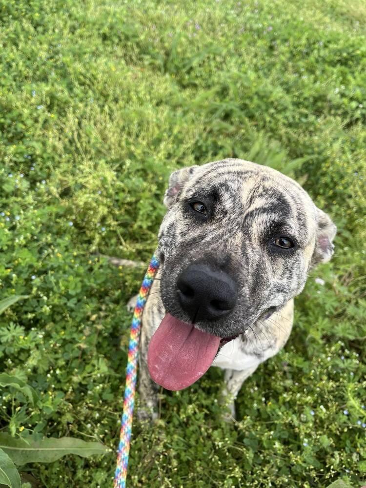 Lisa, a Adoptable mixed breed in Scott, LA image 4/4