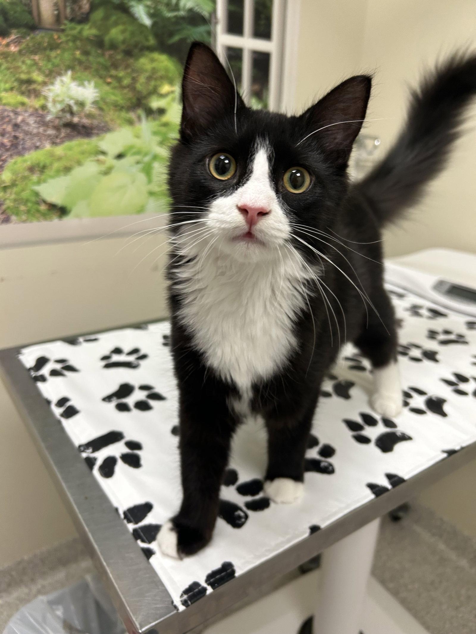 Hallow, Adoptable, Kitten Male Domestic Medium Hair.