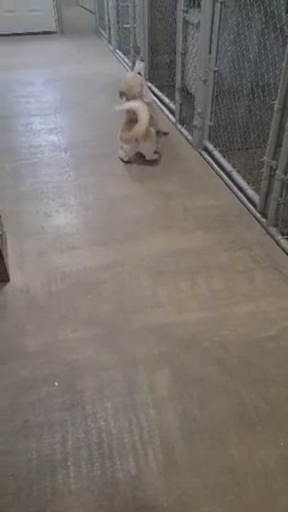 Enlarge Simone, a Adopted mixed breed in Chinook, MT video 1/3