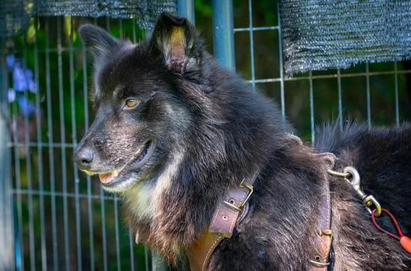 Enlarge Rocky 5, a Adopted mixed breed in Washington Court House, OH image 3/3