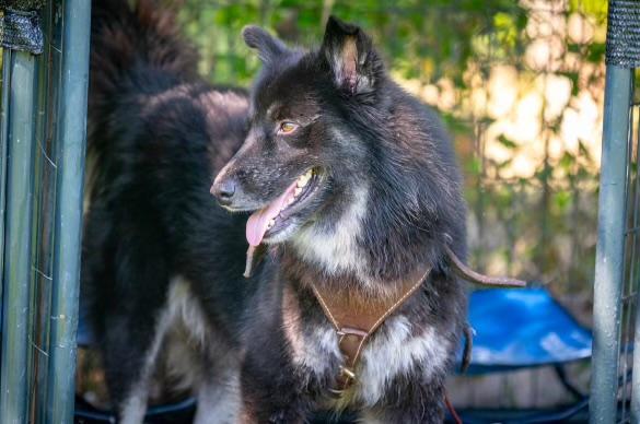 Rocky 5, Adopted, Adult Male Shepherd.