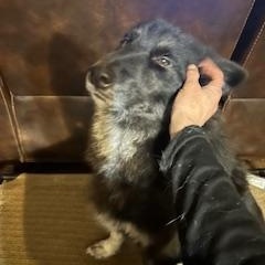 Enlarge Rocky 5, a Adopted mixed breed in Washington Court House, OH image 2/3