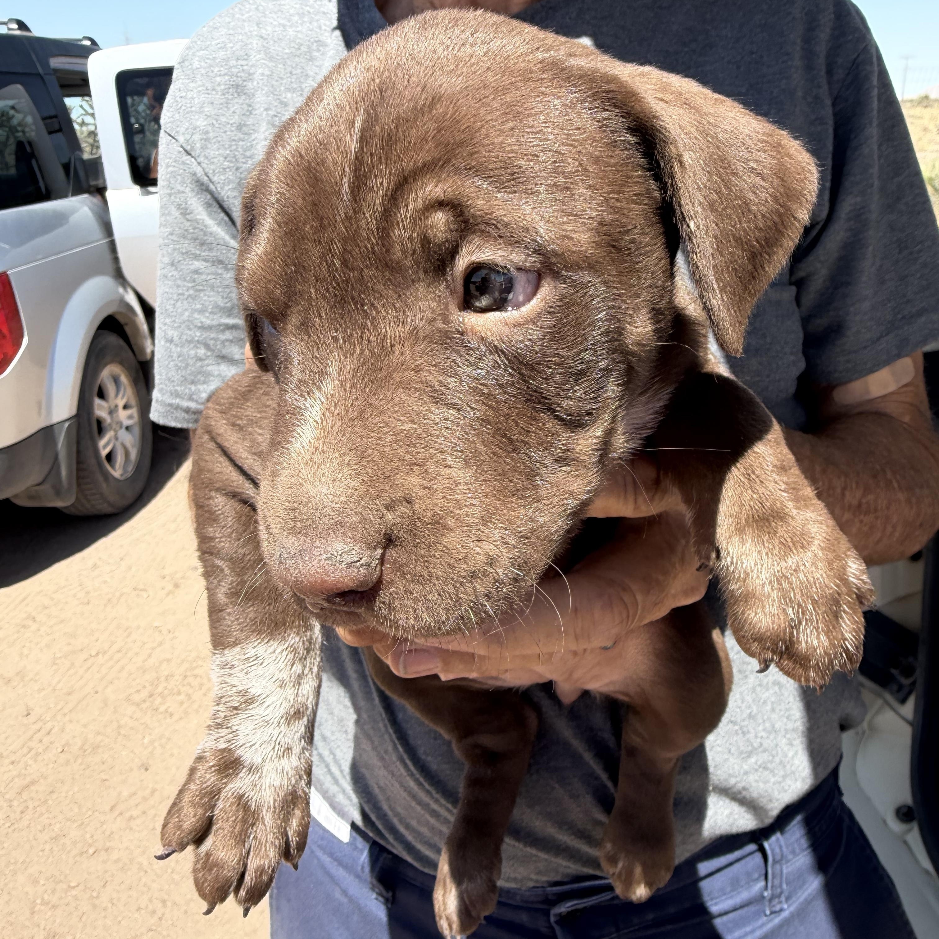Jupiter, ADOPTABLE, Puppy Female Labrador Retriever.