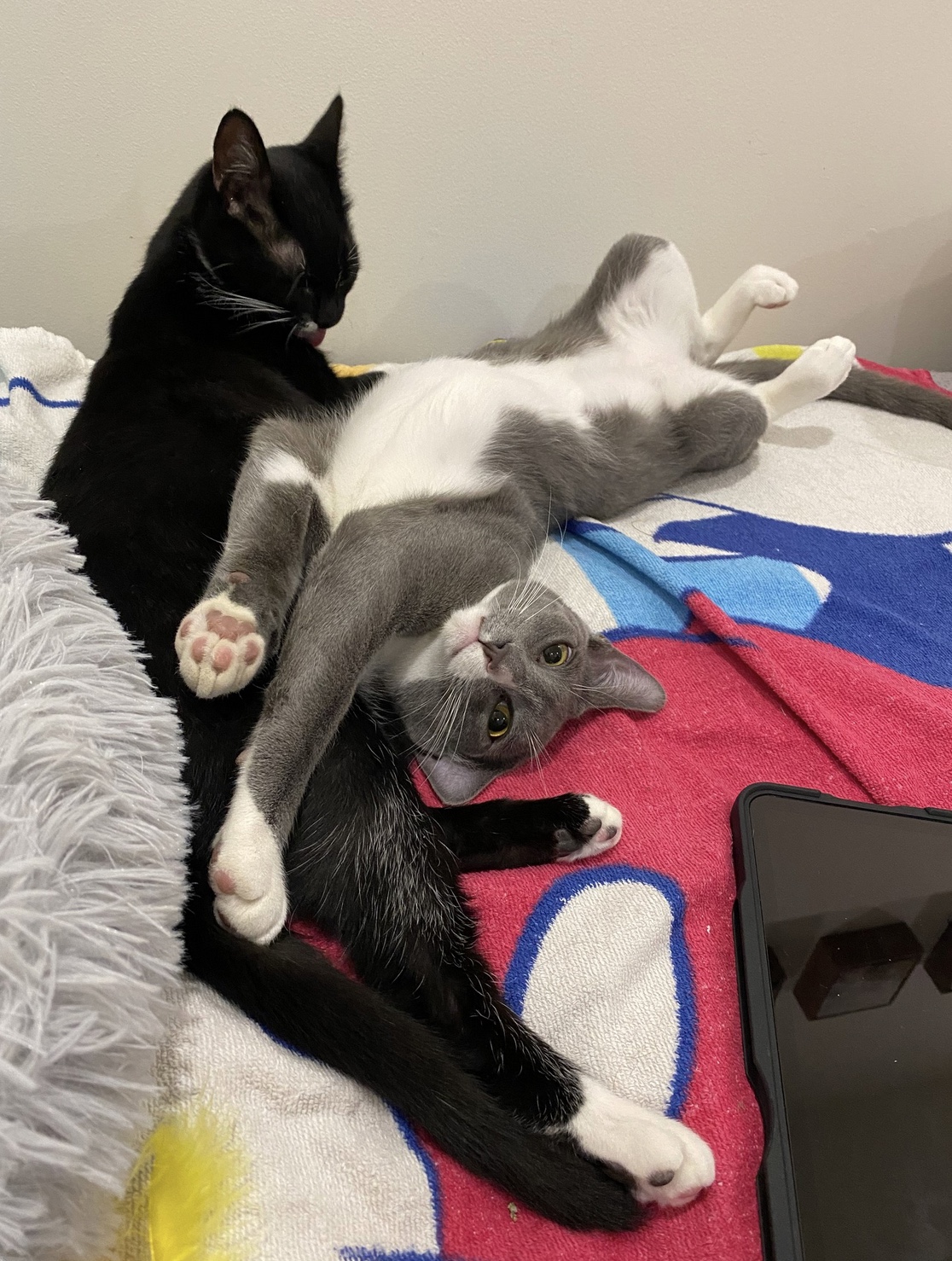 Enlarge Willy and Rosa, a Adopted Domestic Short Hair in Stow , MA image 3/3