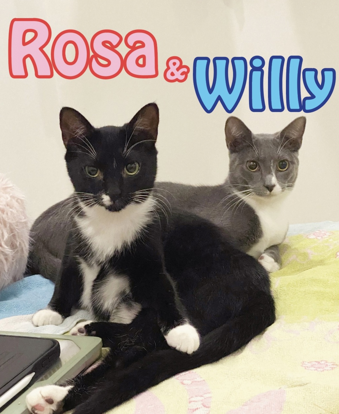 Enlarge Willy and Rosa, a Adopted Domestic Short Hair in Stow , MA image 2/3