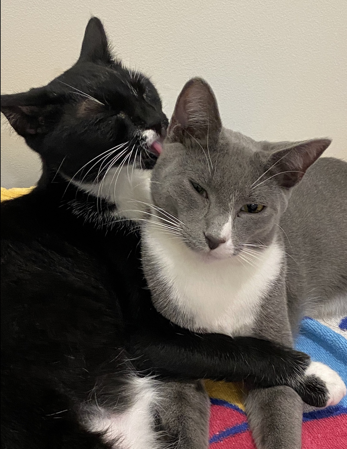 Enlarge Willy and Rosa, a Adopted Domestic Short Hair in Stow , MA image 1/3