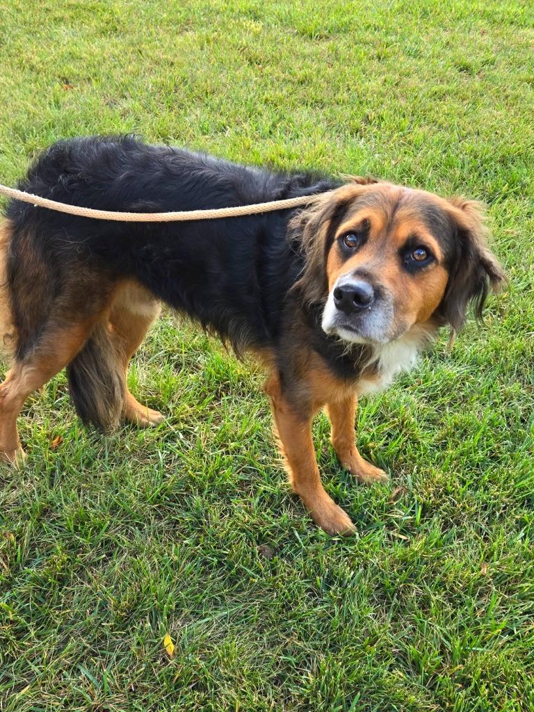 Rover Yrly 380, Adoptable, Adult Male Shepherd & Australian Shepherd.