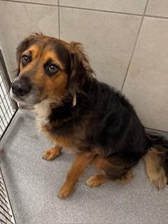 Rover Yrly 380, a Adoptable mixed breed in Sidney, OH image 2/5