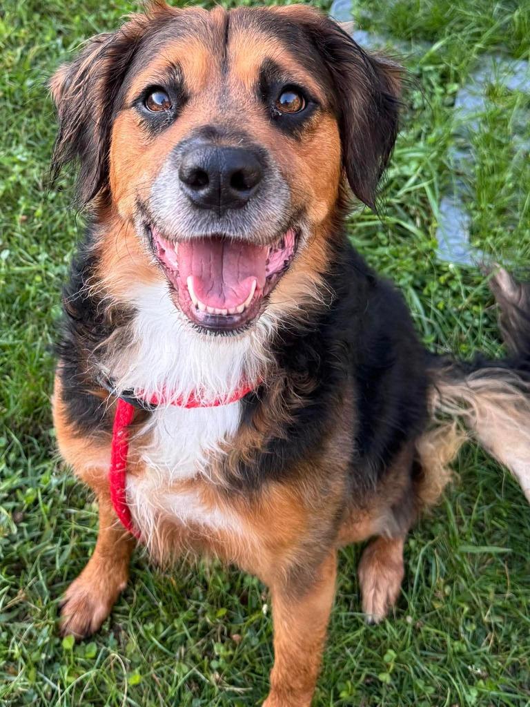 Rover Yrly 380, a Adoptable mixed breed in Sidney, OH image 3/5