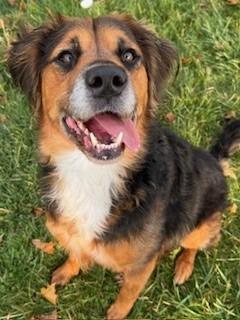 Rover Yrly 380, a Adoptable mixed breed in Sidney, OH image 4/5