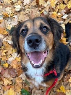 Rover Yrly 380, a Adoptable mixed breed in Sidney, OH image 5/5