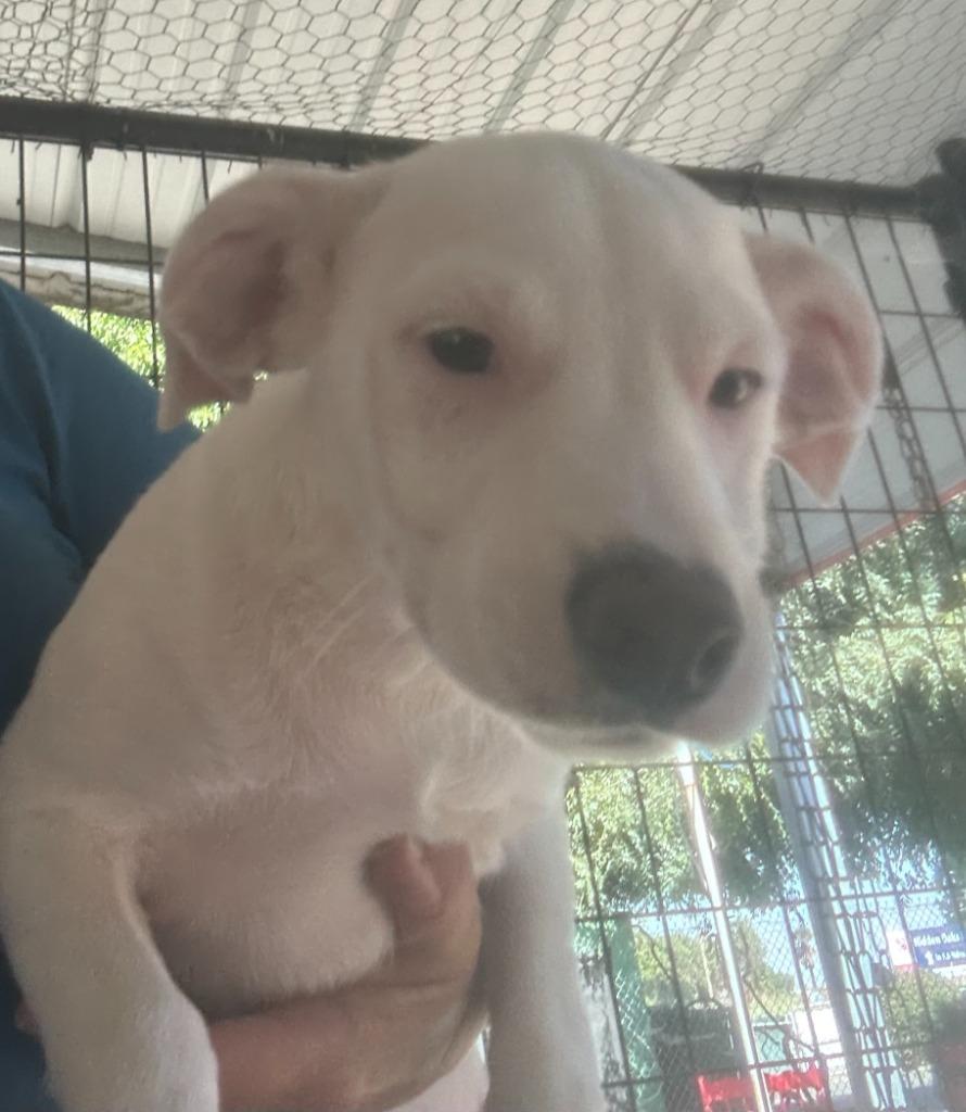 Enlarge Jasper, a Adoptable mixed breed in Lemoore, CA image 2/2