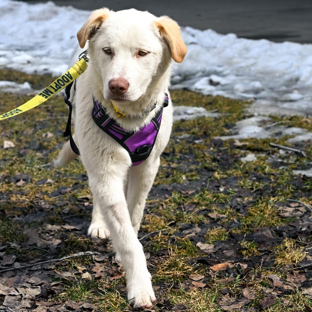 Nala, Adoptable, Young Female Border Collie & Mixed Breed.