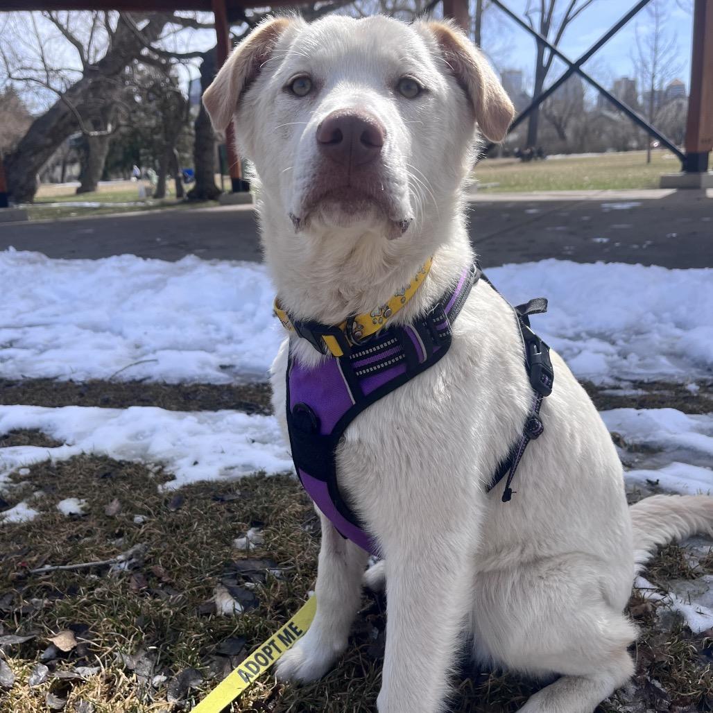 Enlarge Nala, a Adoptable mixed breed in Calgary, AB image 2/6