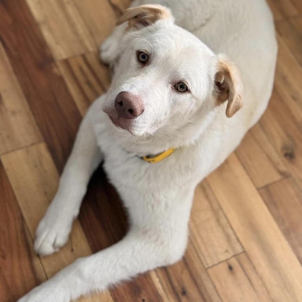 Enlarge Nala, a Adoptable mixed breed in Calgary, AB image 3/6