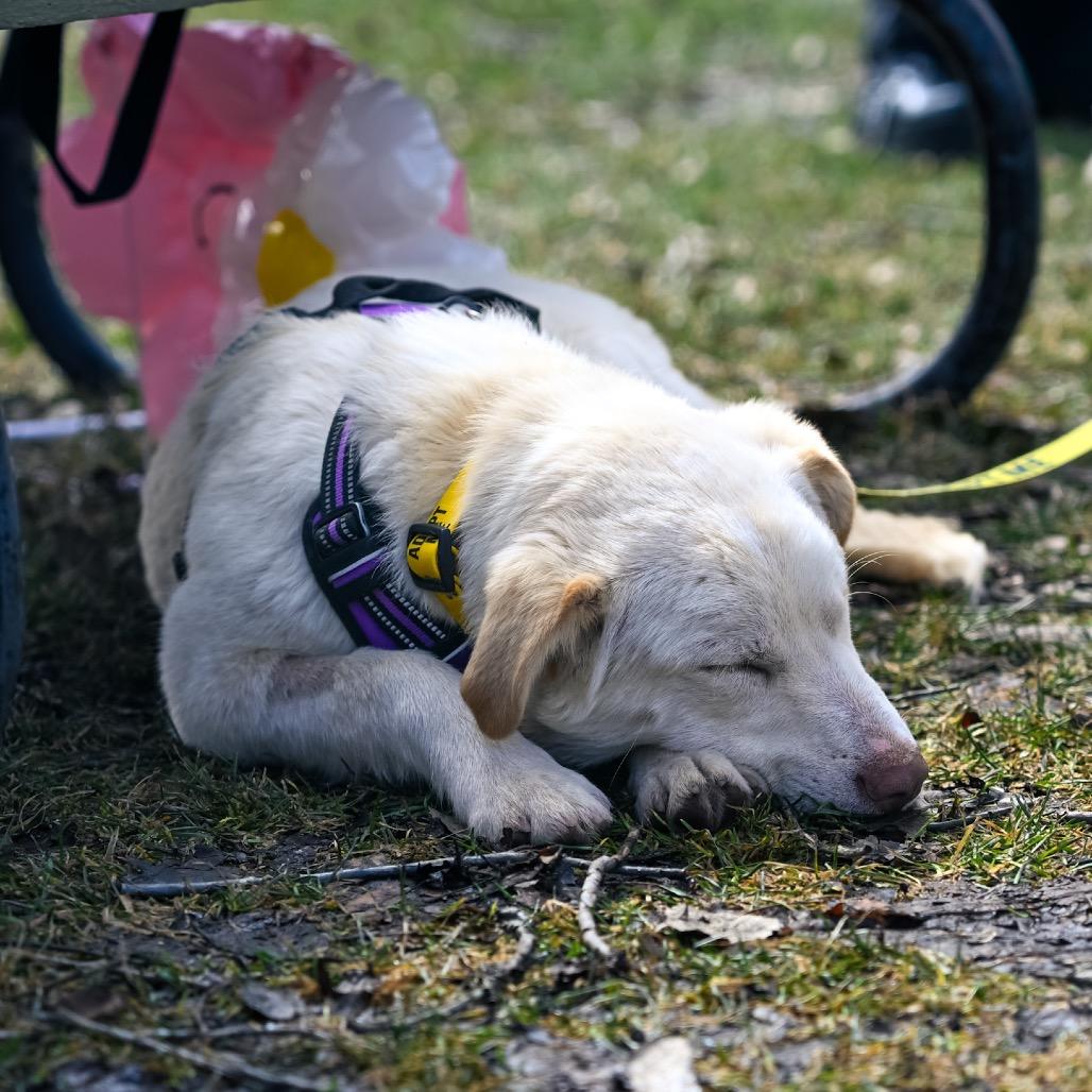 Enlarge Nala, a Adoptable mixed breed in Calgary, AB image 4/6