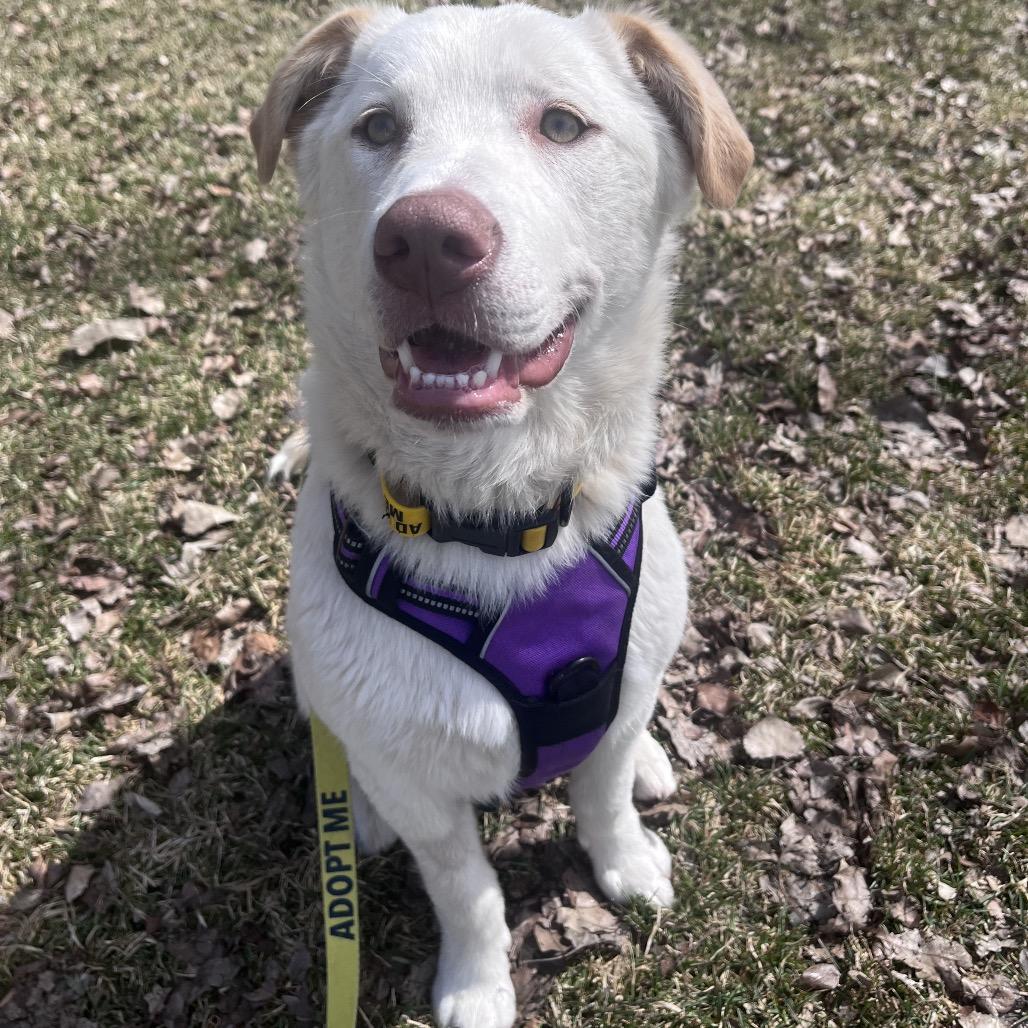 Enlarge Nala, a Adoptable mixed breed in Calgary, AB image 5/6