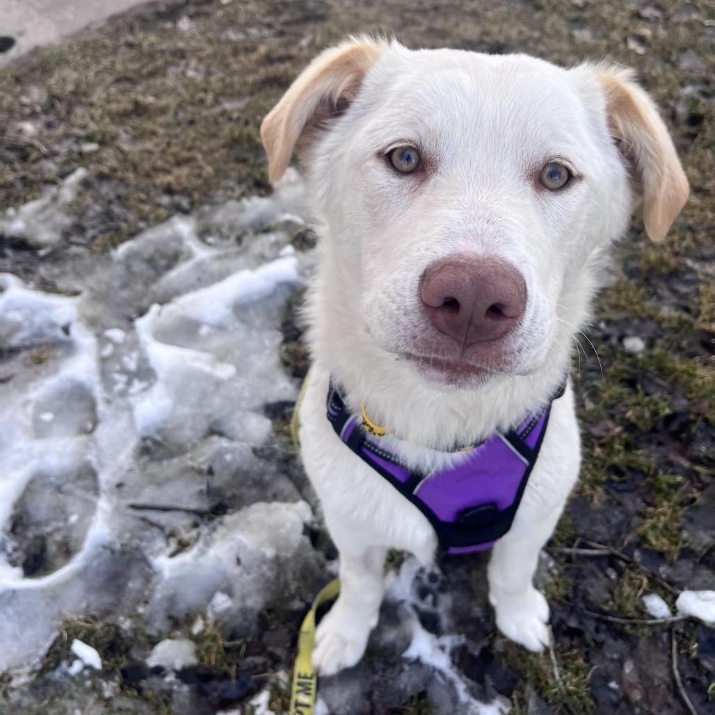 Enlarge Nala, a Adoptable mixed breed in Calgary, AB image 6/6