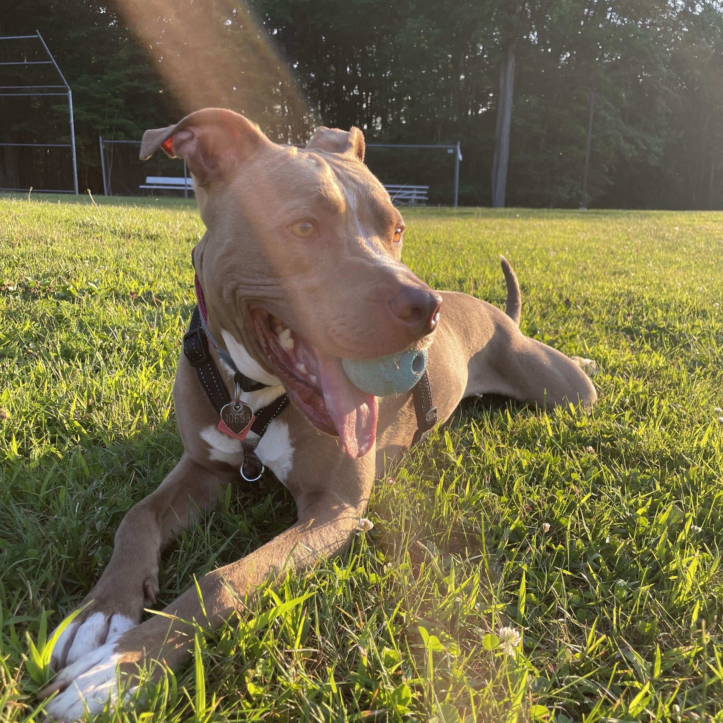 Dewey -- Courtesy Post