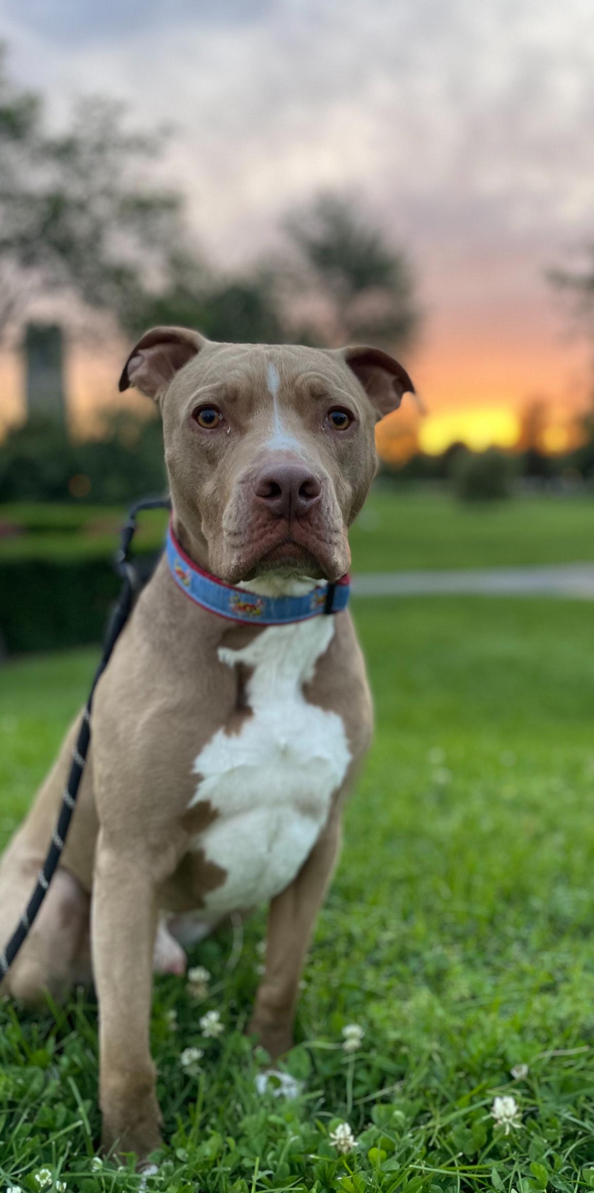 Dewey -- Courtesy Post