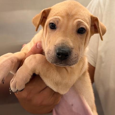 Winston, Adoptable, Puppy Male Shar-Pei.