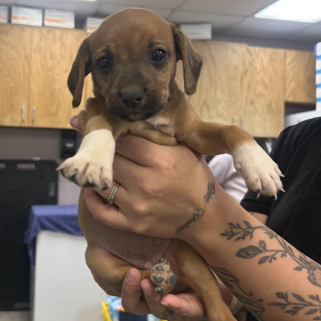 Macchiato, Adoptable, Puppy Female Hound.