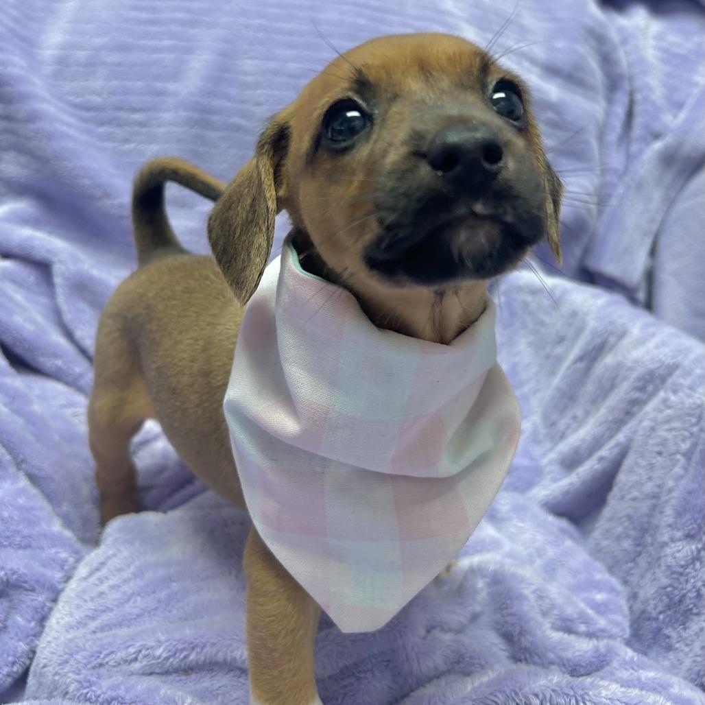 Enlarge Macchiato, a Adoptable Hound in Emporia, KS image 2/2