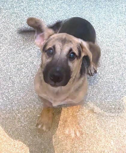 Baylor, Adoptable, Puppy Male Terrier & Mixed Breed.