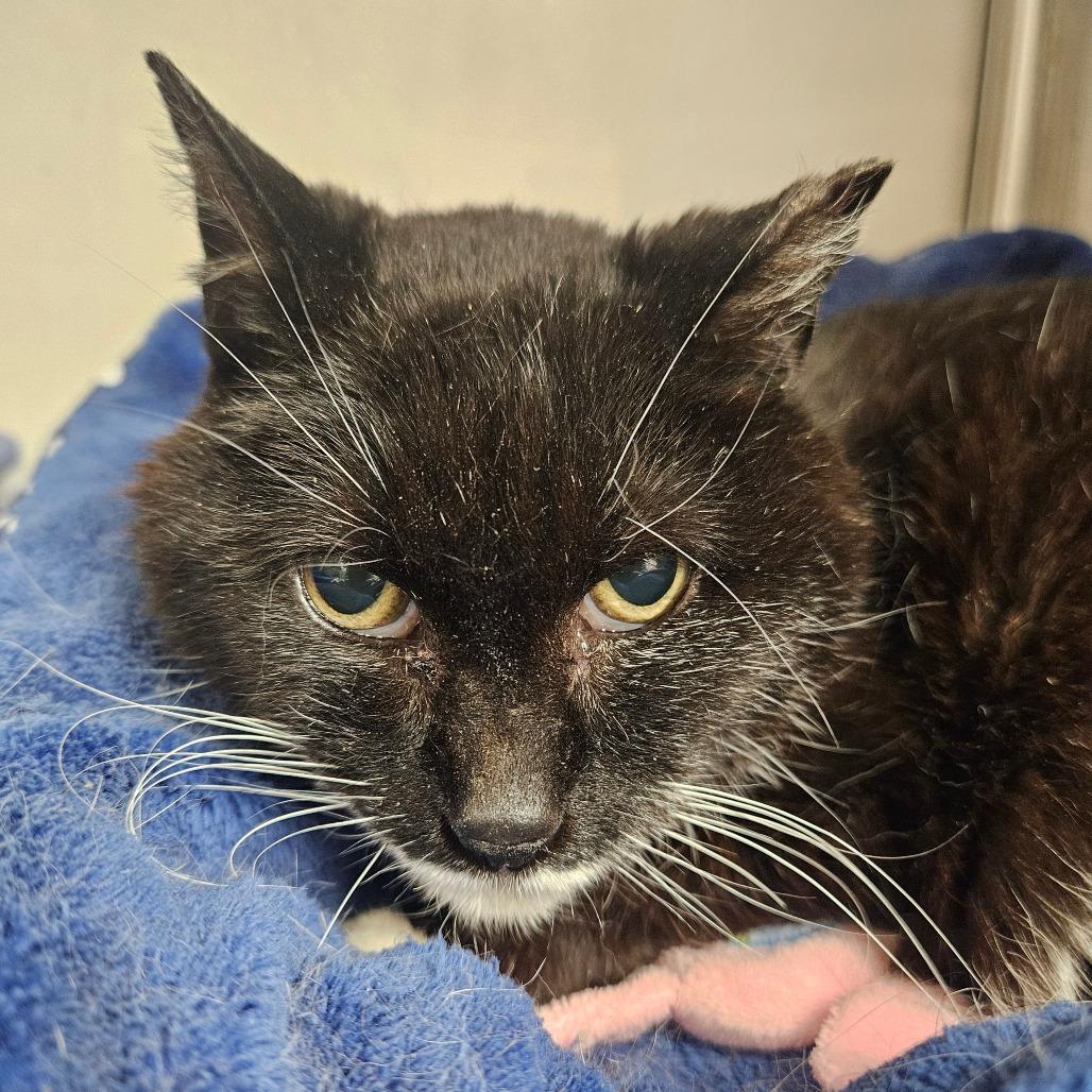 Gertrude, Adoptable, Senior Female Domestic Short Hair.