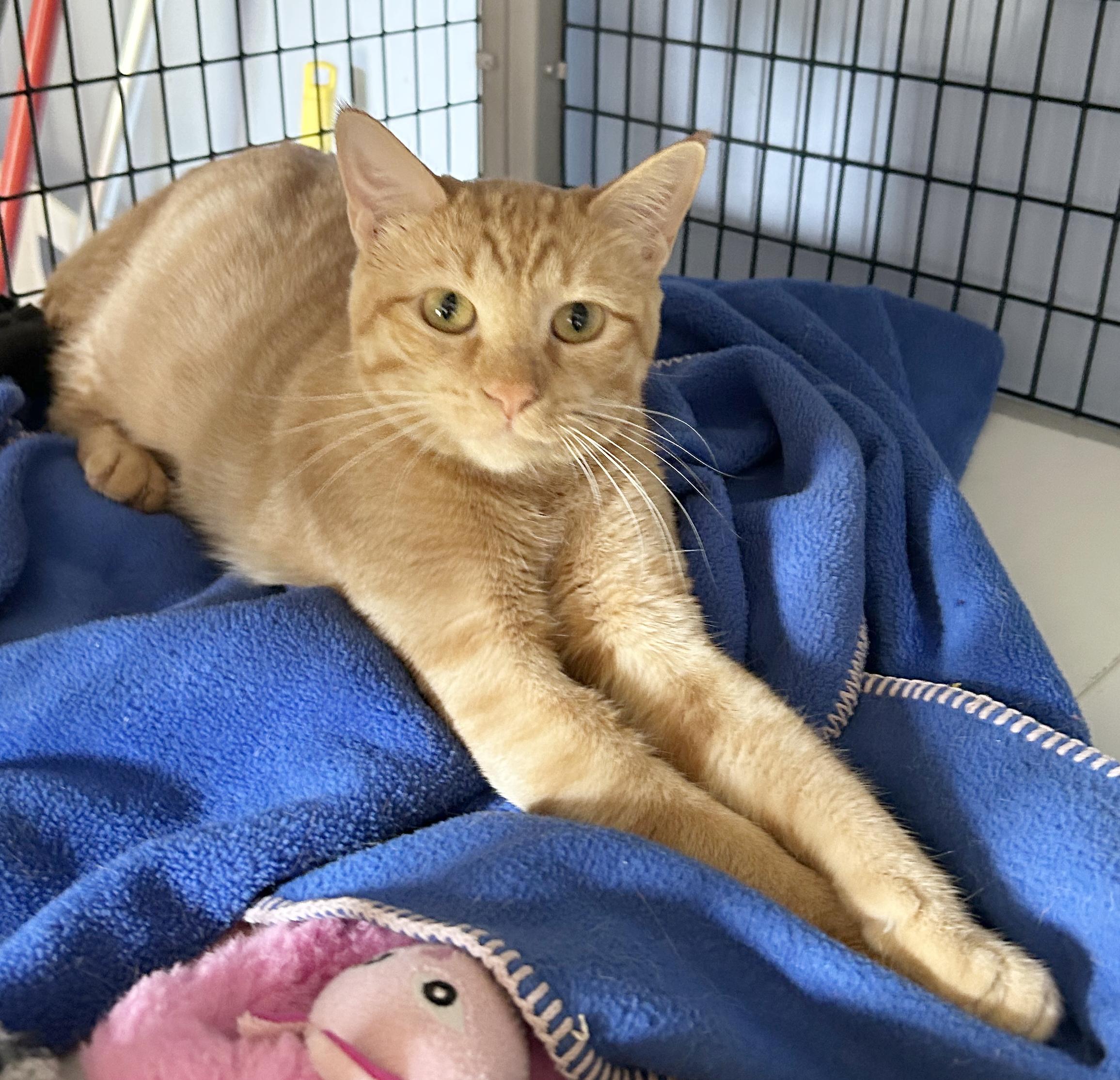 Enlarge Butterscotch, a Adoptable Tabby in Parkville, MO image 6/6