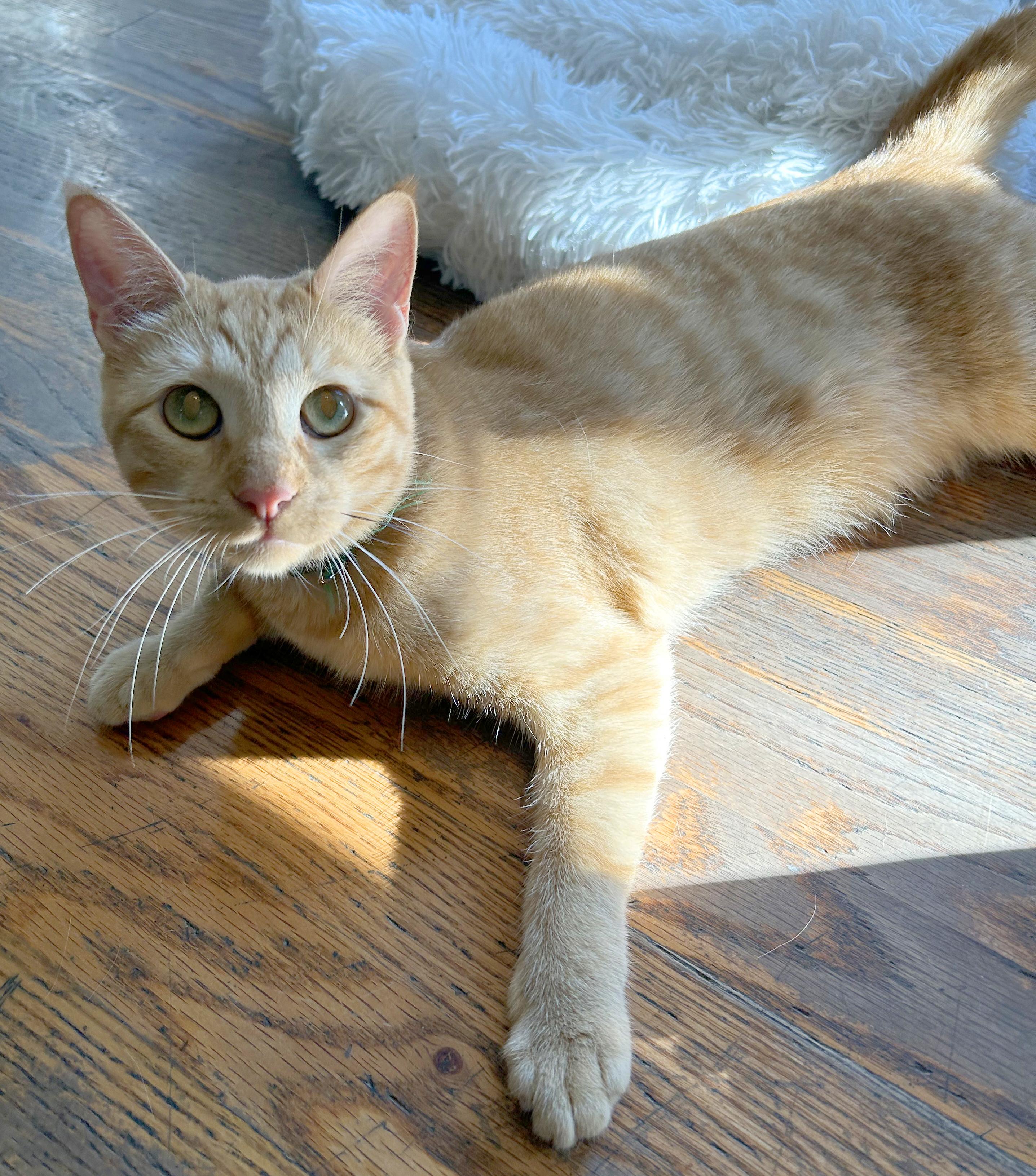 Butterscotch, Adoptable, Young Female Tabby.