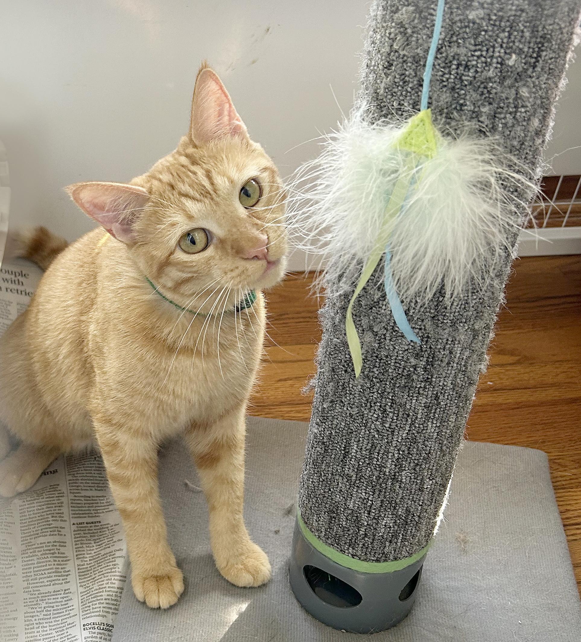 Enlarge Butterscotch, a Adoptable Tabby in Parkville, MO image 4/6