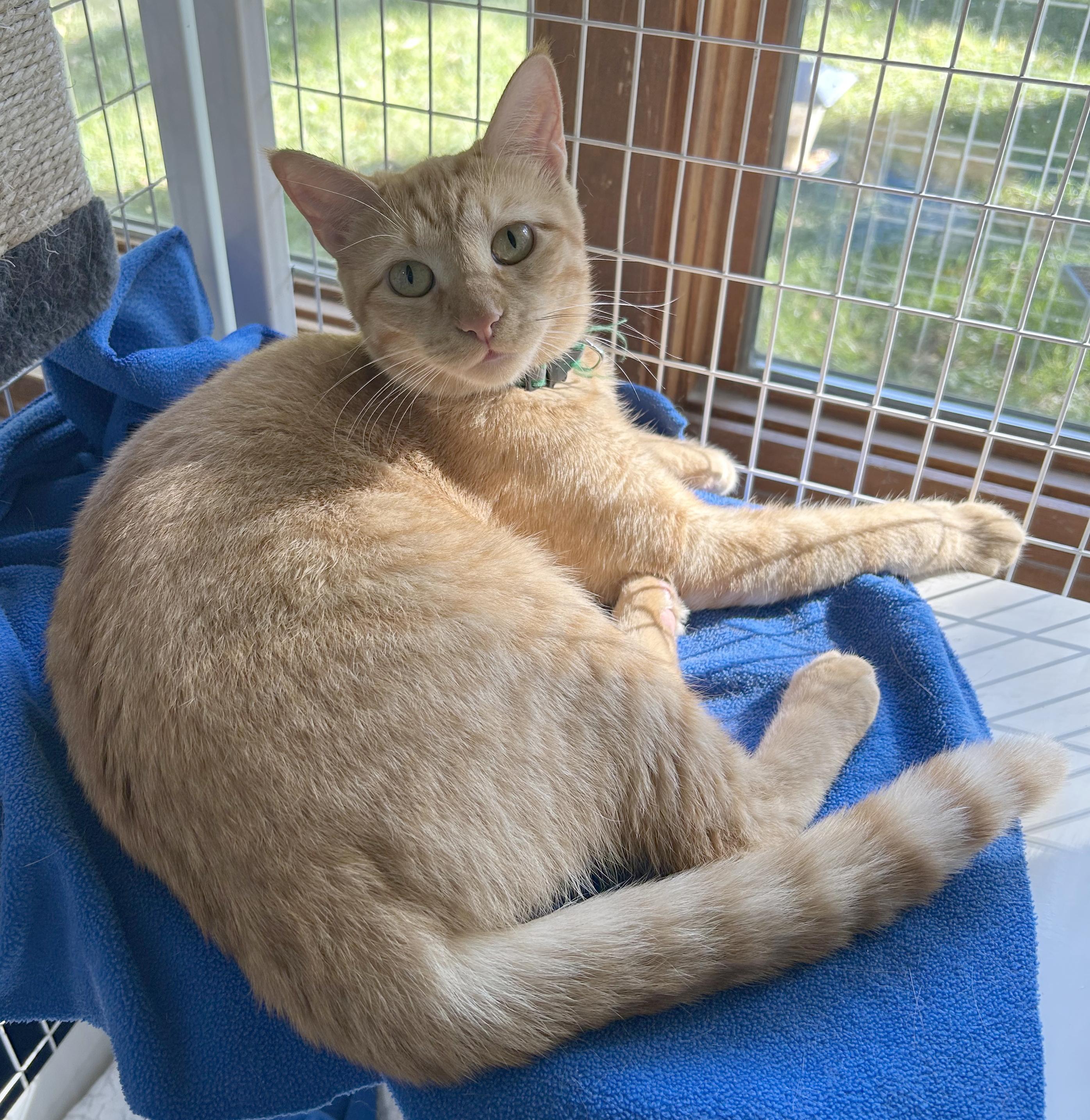 Enlarge Butterscotch, a Adoptable Tabby in Parkville, MO image 2/6