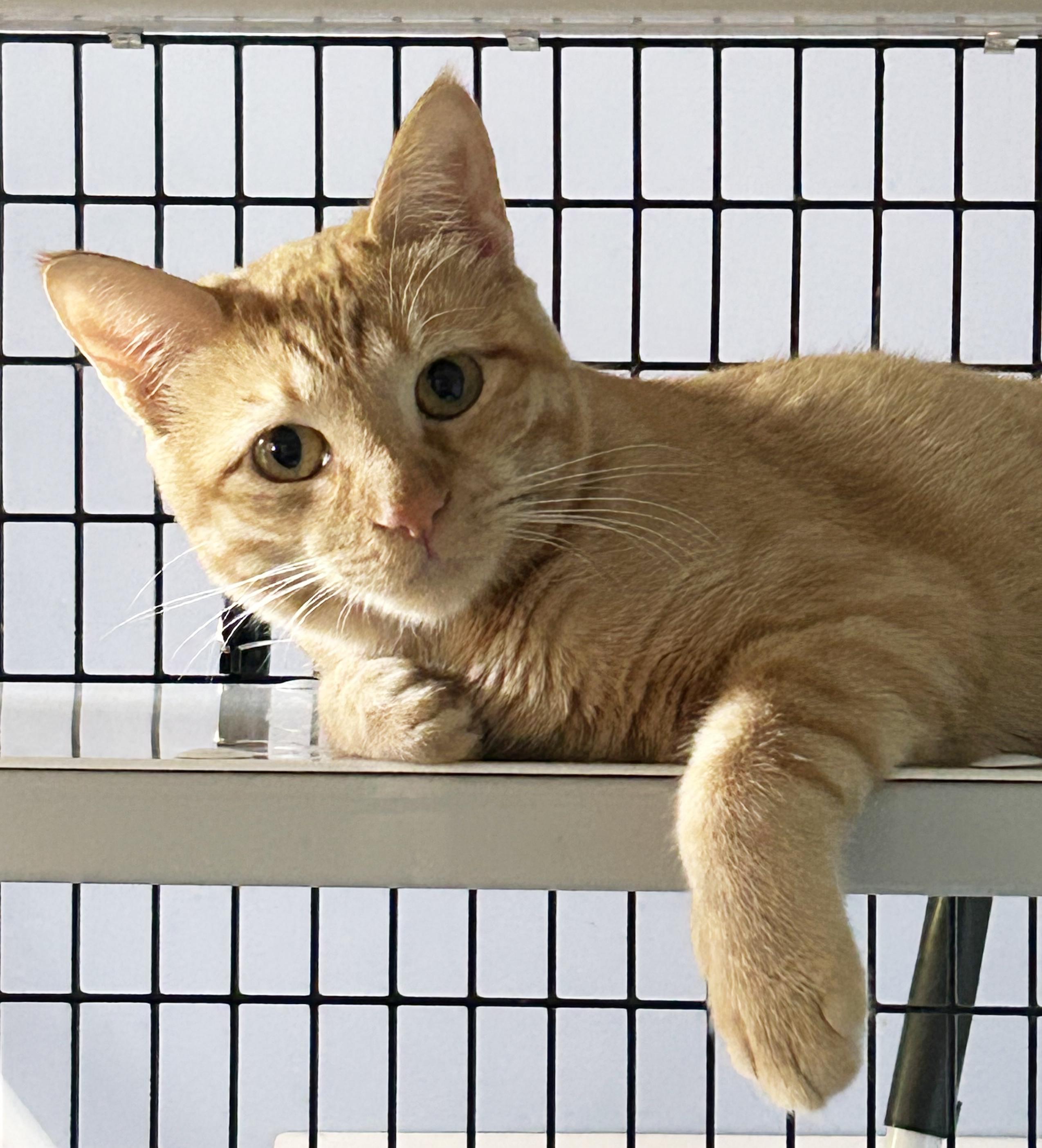 Enlarge Butterscotch, a Adoptable Tabby in Parkville, MO image 3/6