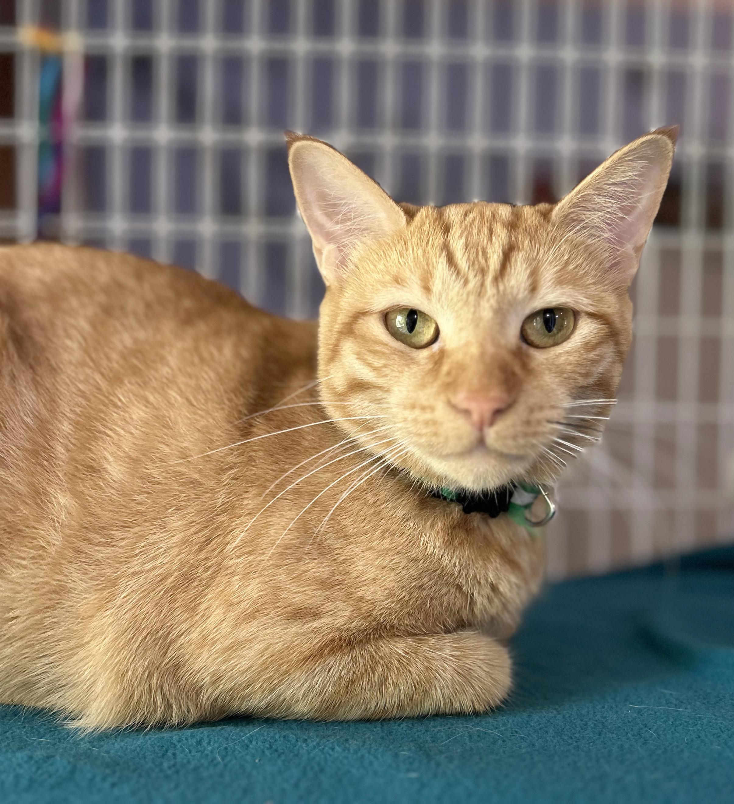 Butterscotch, Adoptable, Young Female Tabby.